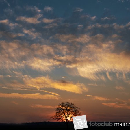 2025 Mein Bild - Hubertus Utz: &quot;Sonne gefangen im Baum&quot;